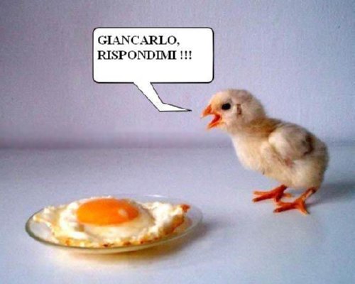 ForumEA/N/animali barzellette divertenti.jpg
